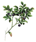 Bilberry