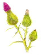 Burdock