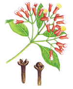 Clove Oil