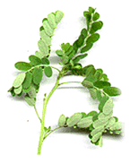 Phyllanthus Niruri