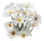 Roman Chamomile