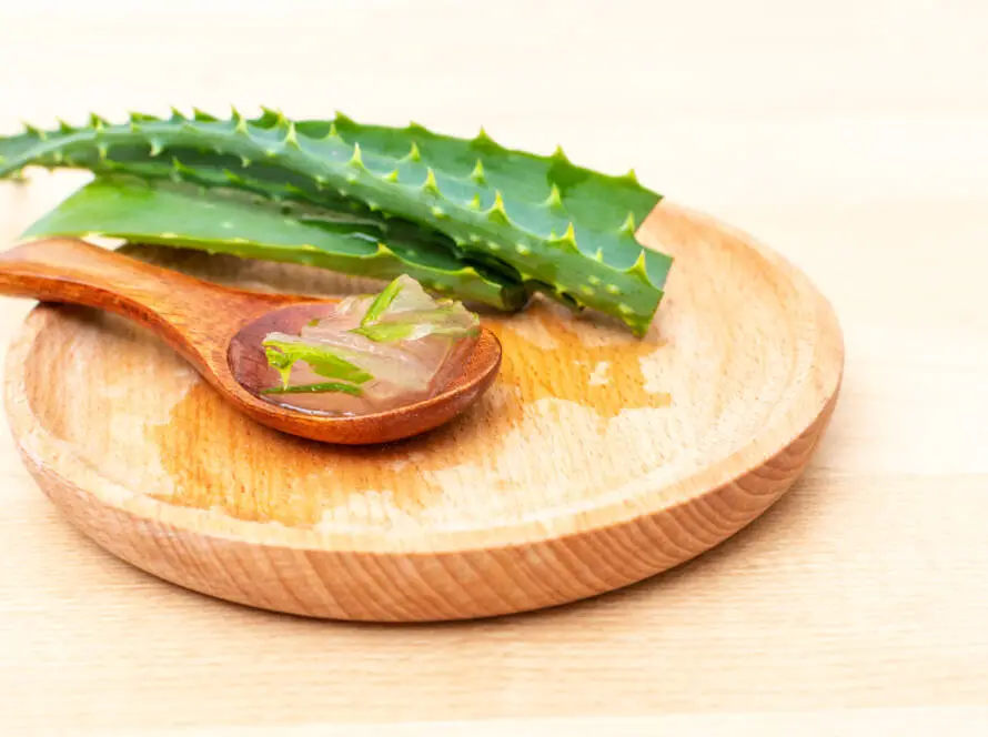 Aloe vera