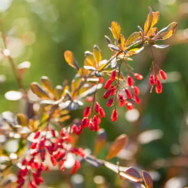 Barberry or Berberis