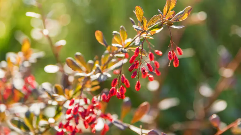 Barberry or Berberis