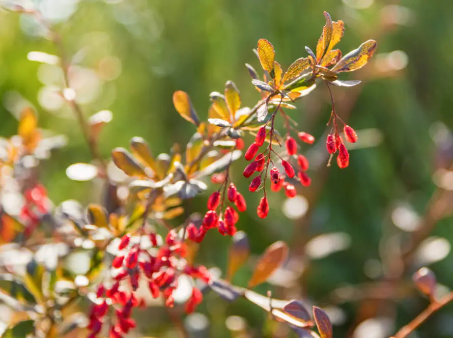 Barberry or Berberis