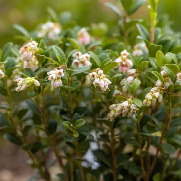 Cowberry