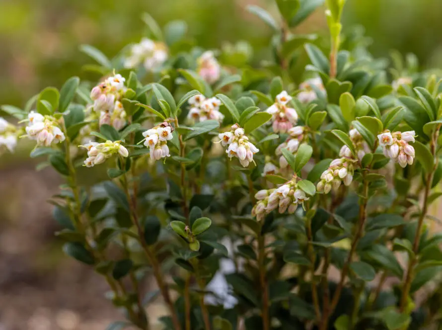 Cowberry