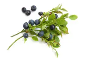 Bilberries