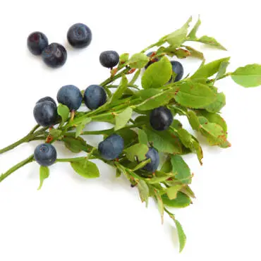 Bilberries