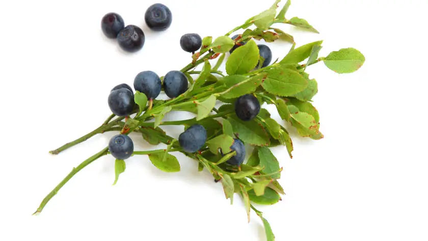Bilberries