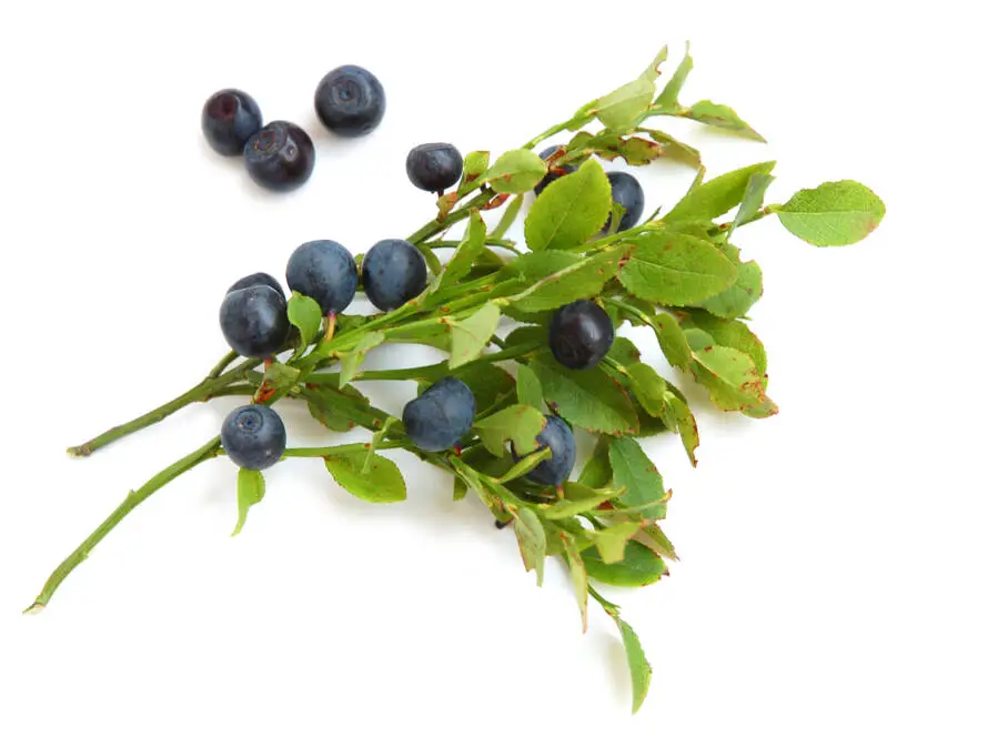 Bilberries