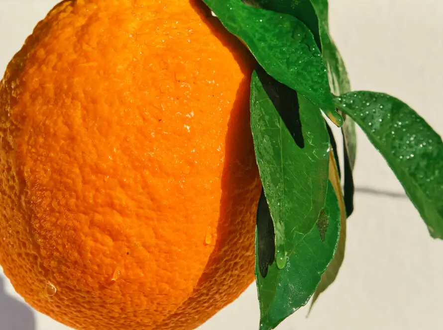 Orange
