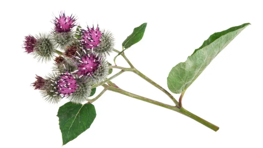 Burdock (Arctium lappa )