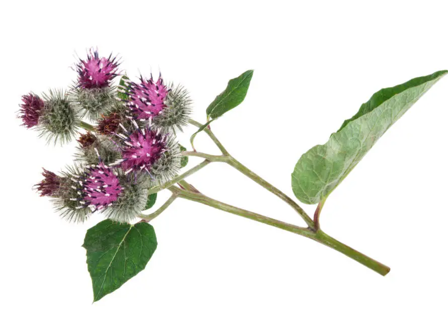 Burdock (Arctium lappa )
