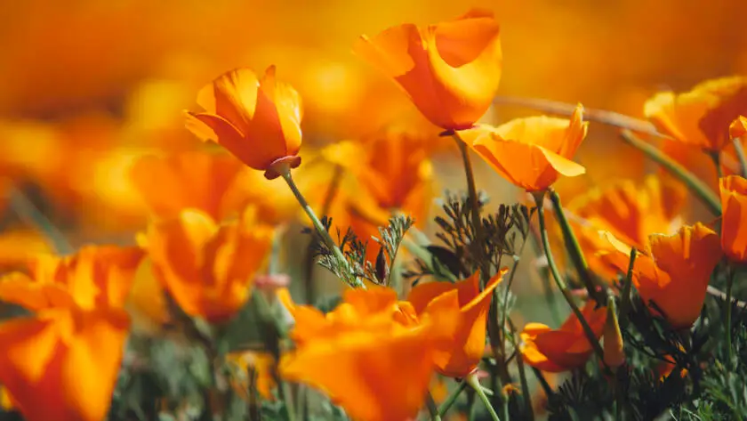 Health on the InfoStarBase