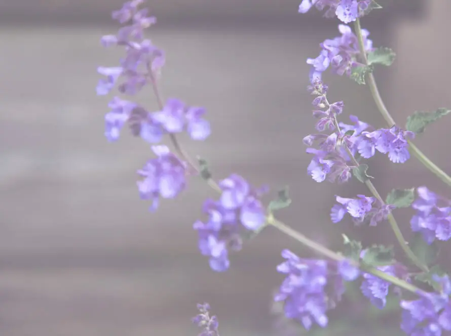 Health on the InfoStarBase