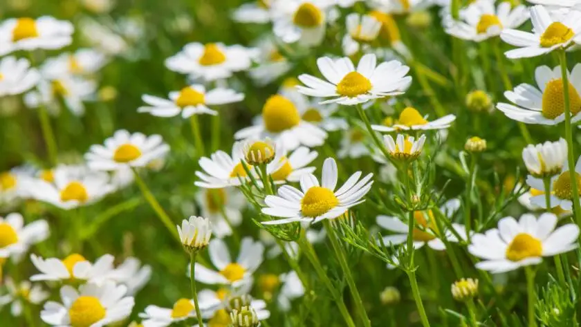 Health on the InfoStarBase