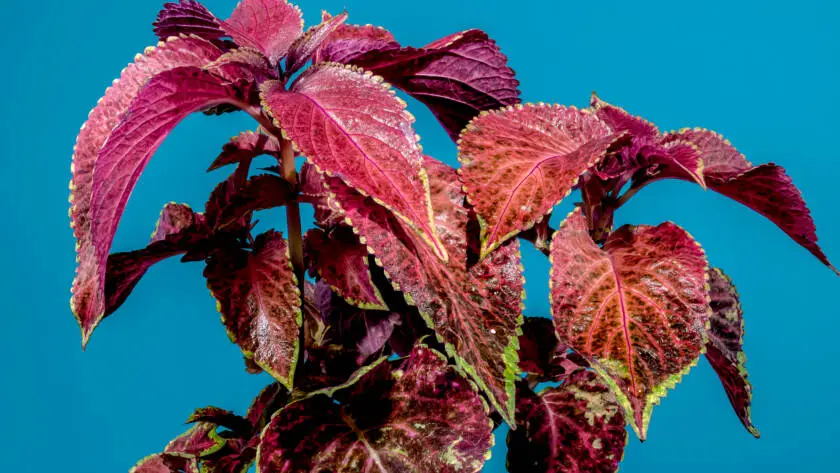 Health on the InfoStarBase