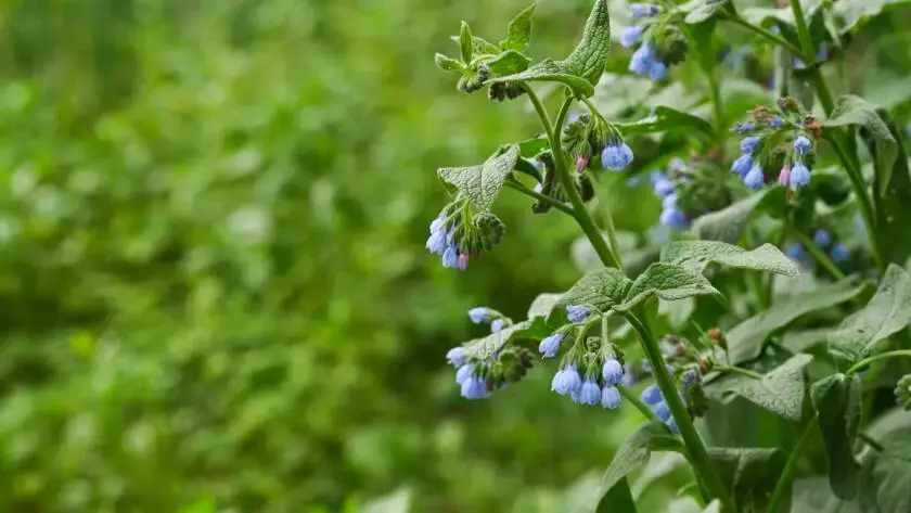 Health on the InfoStarBase