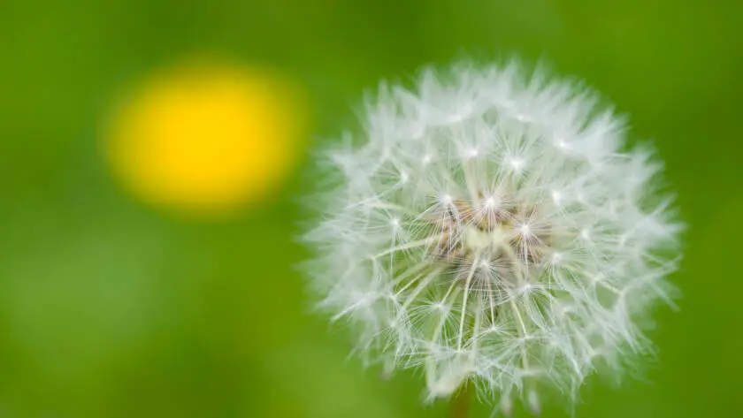 Dandelion seeds