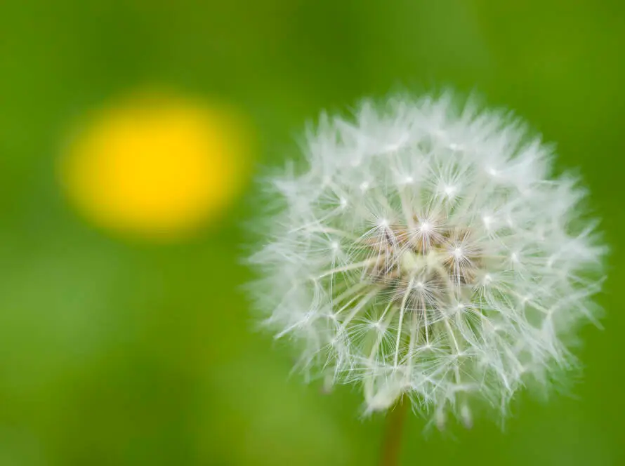 Dandelion seeds