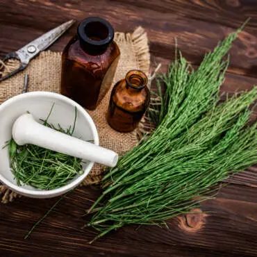 Apothecary mortar with dry medicinal herbs horse tail. Equisetum, horsetail, snake grass, oil for cosmetology. puzzlegrass, candock extract for alternative medicine used diuretic for edema
