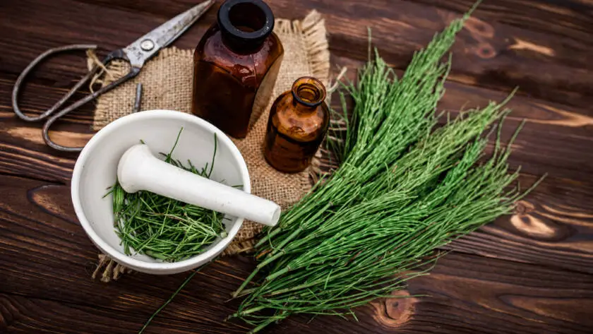 Apothecary mortar with dry medicinal herbs horse tail. Equisetum, horsetail, snake grass, oil for cosmetology. puzzlegrass, candock extract for alternative medicine used diuretic for edema