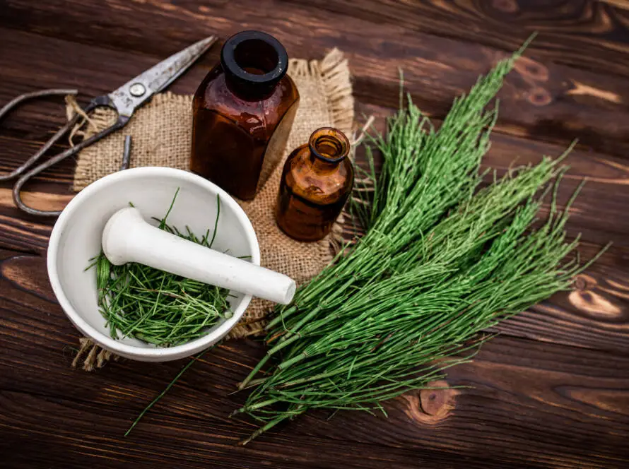 Apothecary mortar with dry medicinal herbs horse tail. Equisetum, horsetail, snake grass, oil for cosmetology. puzzlegrass, candock extract for alternative medicine used diuretic for edema