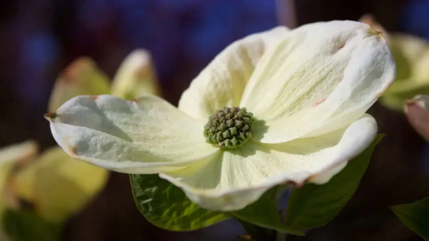 Health on the InfoStarBase