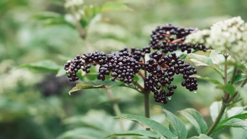 Health on the InfoStarBase