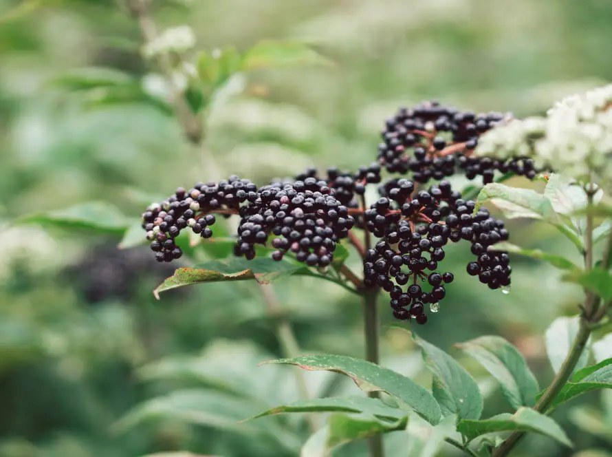 Health on the InfoStarBase