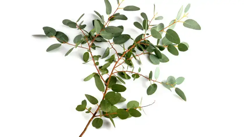 Health on the InfoStarBase