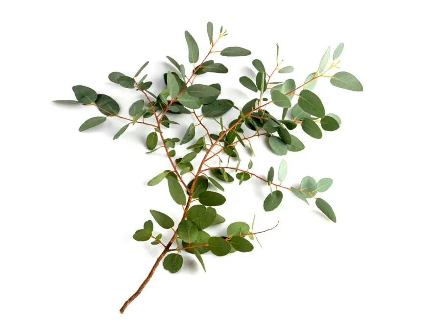 Health on the InfoStarBase