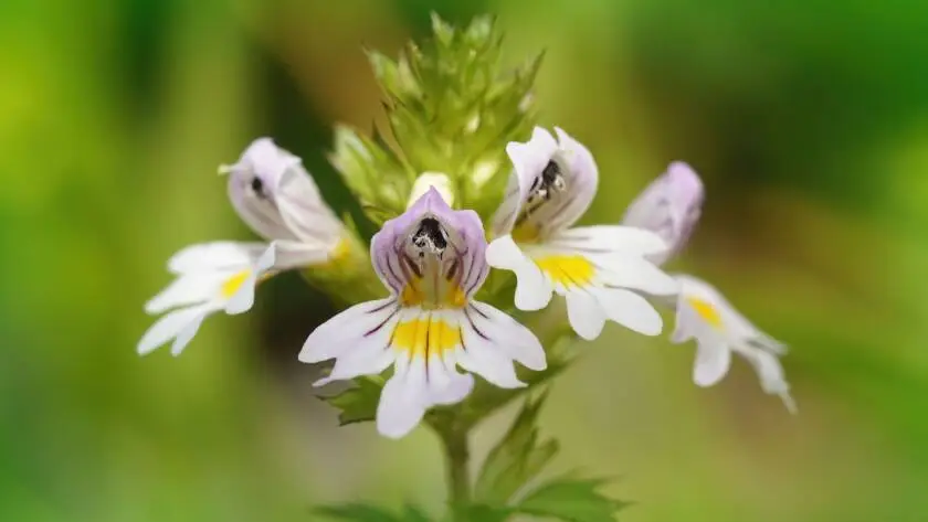 Health on the InfoStarBase