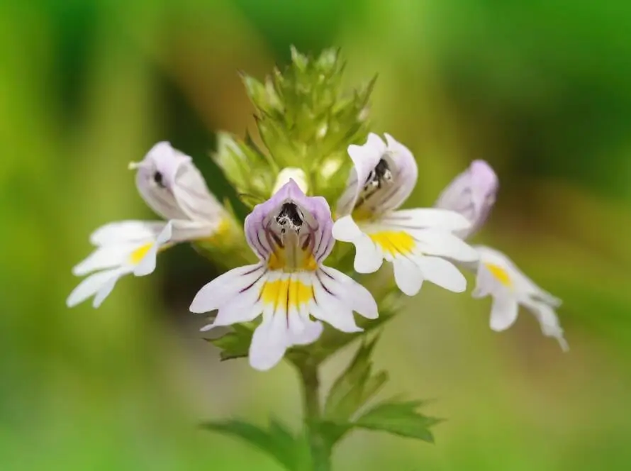 Health on the InfoStarBase