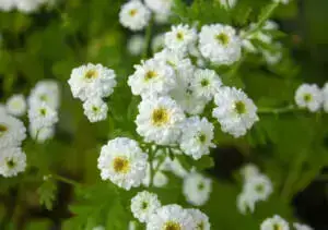 Health on the InfoStarBase