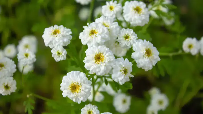 Health on the InfoStarBase