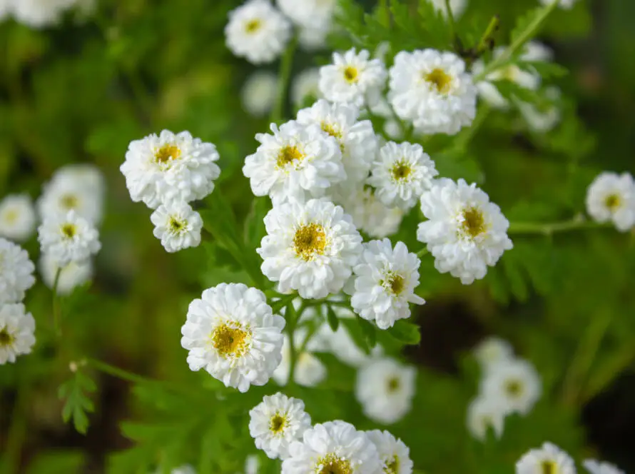 Health on the InfoStarBase