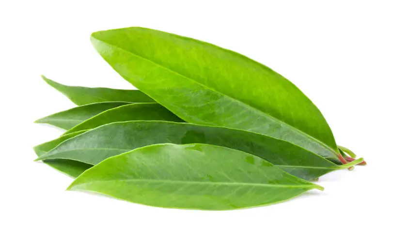 Health on the InfoStarBase