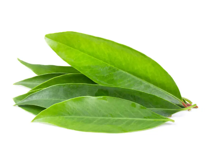 Health on the InfoStarBase