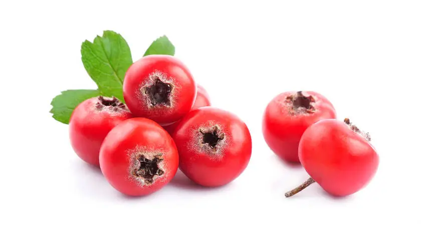 Hawthorn berry