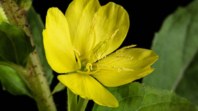 Health on the InfoStarBase