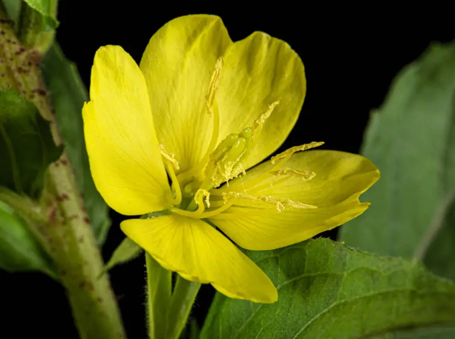 Health on the InfoStarBase