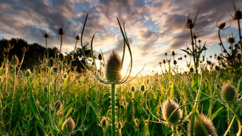 Dipsacus, teasel wildflowers at sunrise