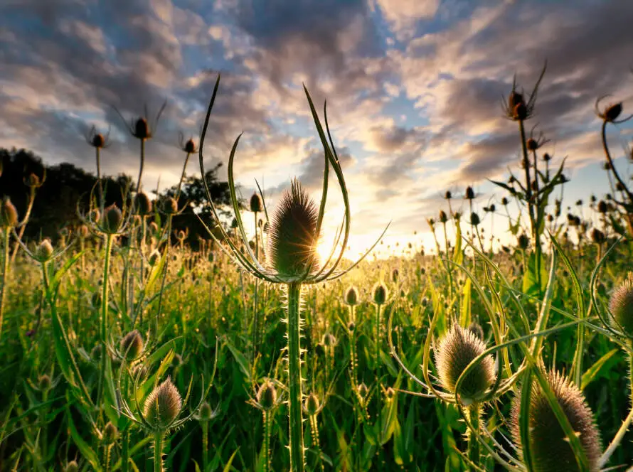 Dipsacus, teasel wildflowers at sunrise