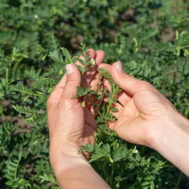 Chickpea