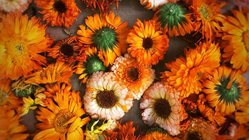 Health on the InfoStarBase