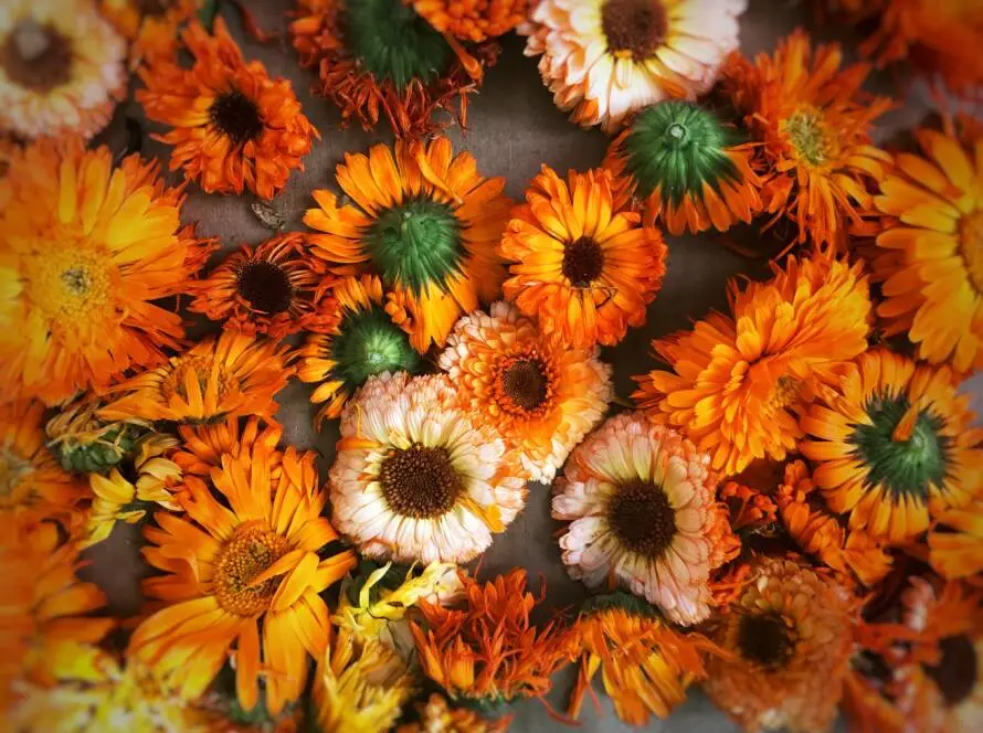 Health on the InfoStarBase