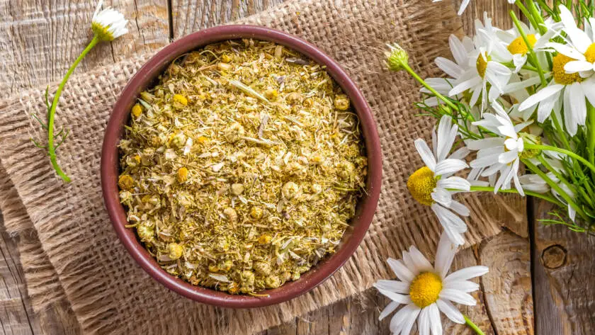 Dry chamomile
