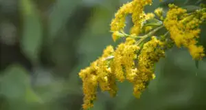 Health on the InfoStarBase